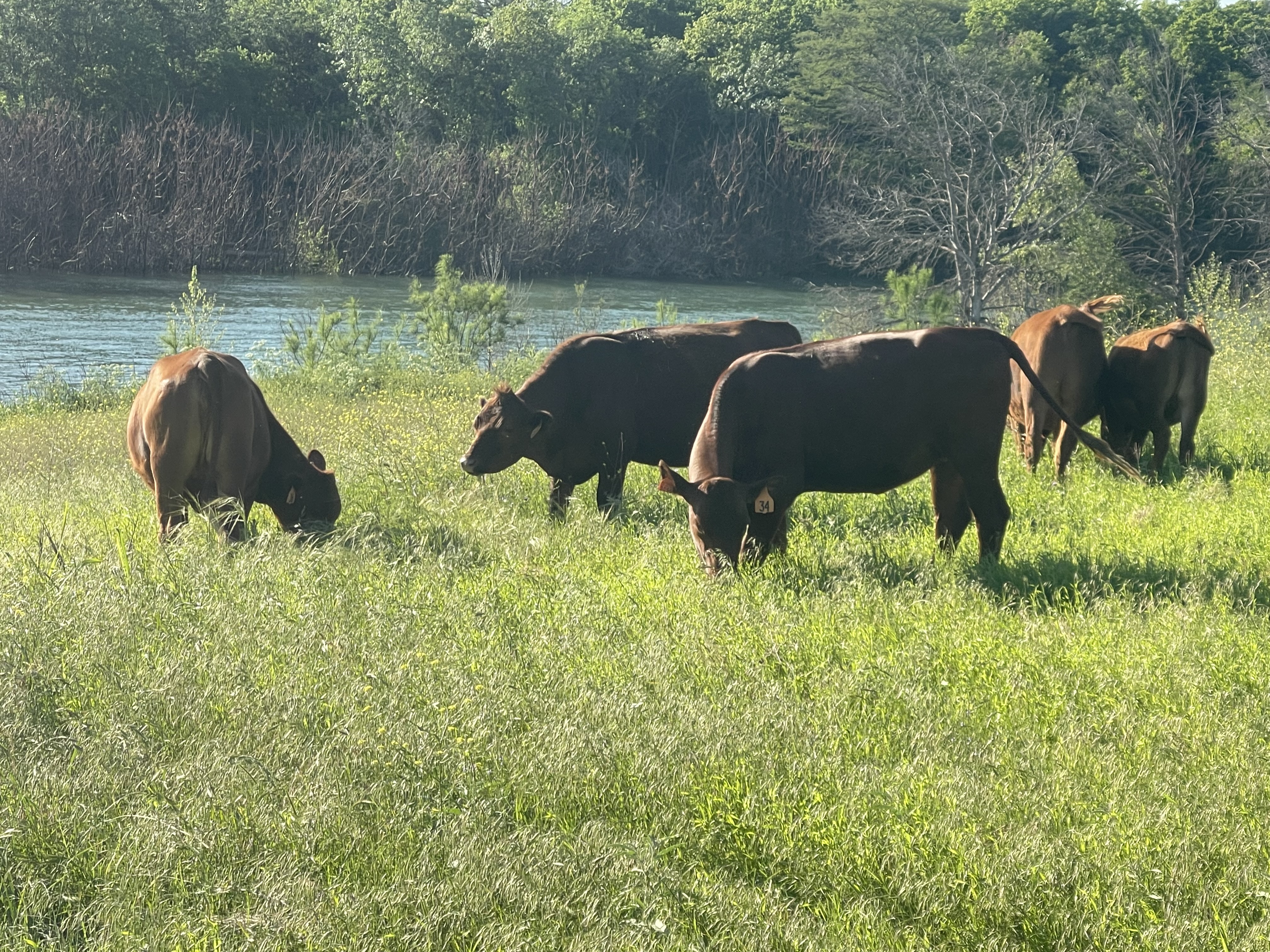 Pure Pastures Ranch Store photo 5