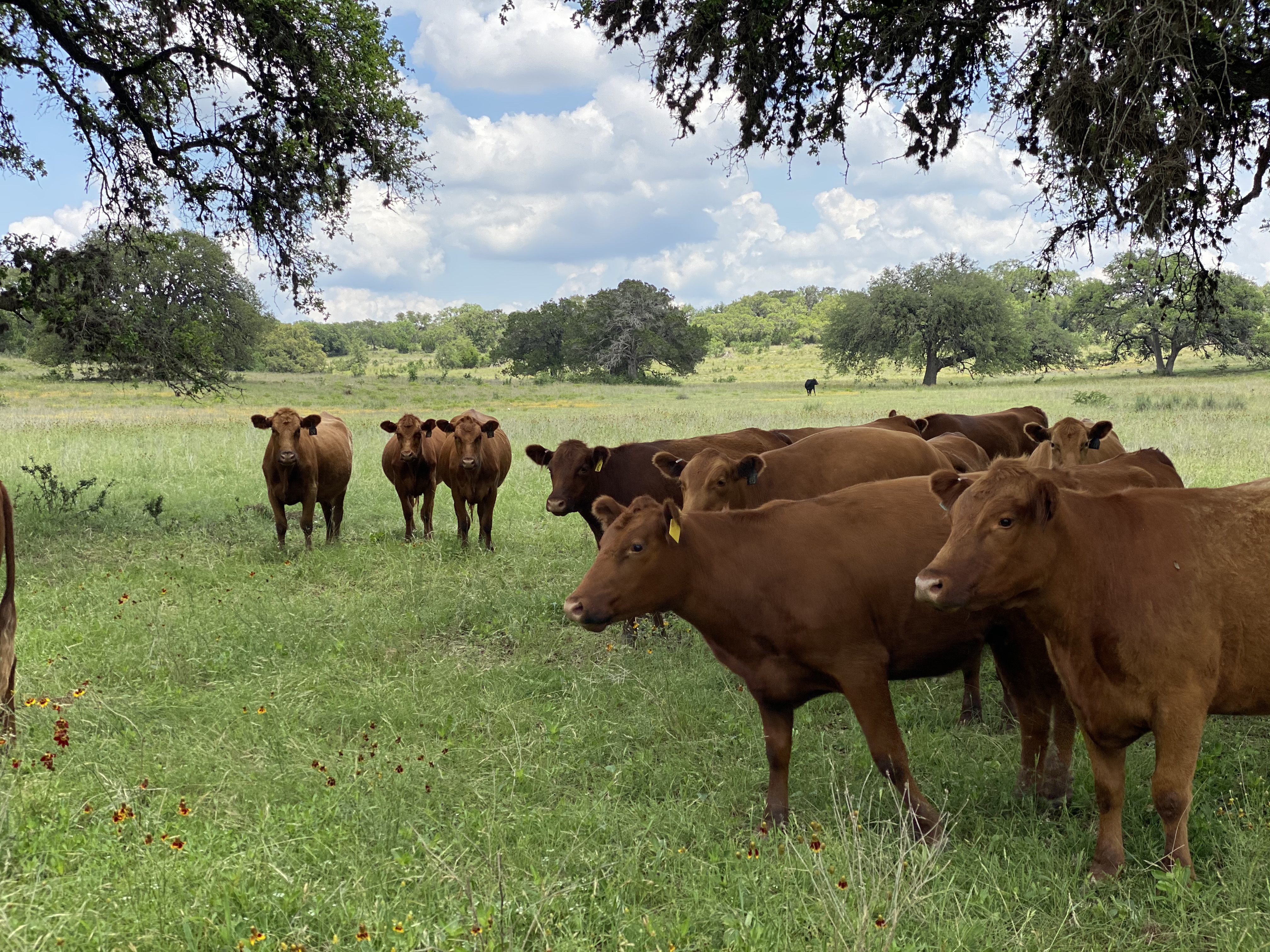 Pure Pastures Ranch Store