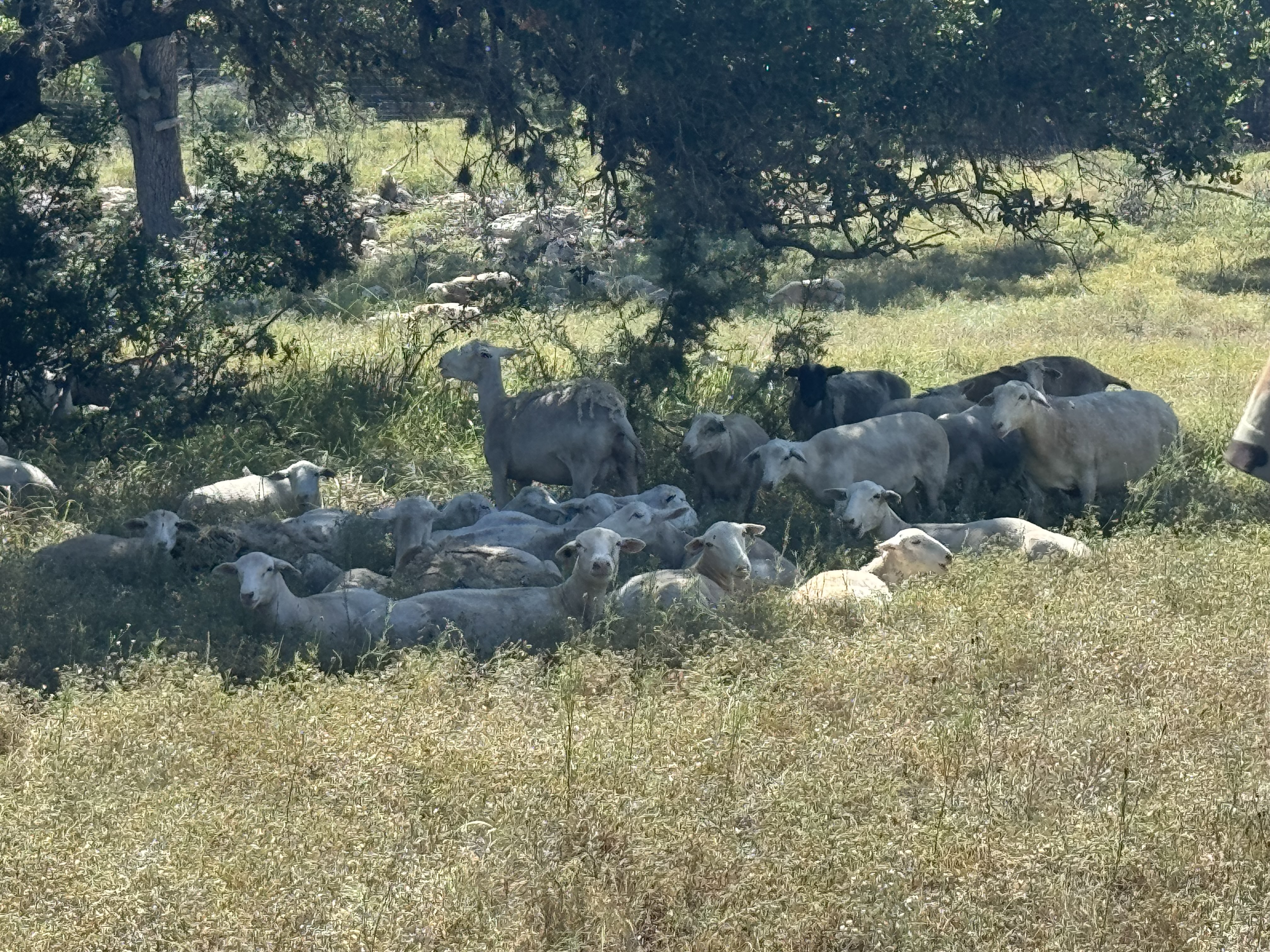 Pure Pastures Ranch Store photo 3